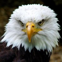 Jorge “Eagle” Daws (@geodawson2) 's Twitter Profile