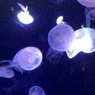 new_hobby_'s profile picture. 新しい趣味欲しい人集合！趣味を始めるその一歩を応援したい📣