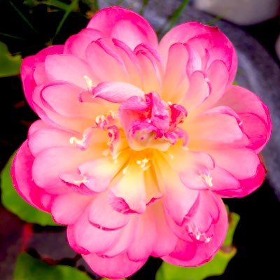 nappe_company's profile picture. モンカニやってます。モンカニやってる方フォローします。無言フォロー歓迎です。 オフィス、広報、魔法陣カンスト済み。業務提携は定期的に入れ替えます(特に前日休業の方)。#モンスターカンパニー #モンカニ