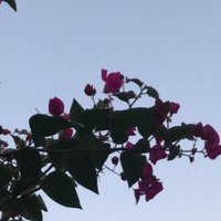 الدانه (@ahf0506_r) 's Twitter Profile