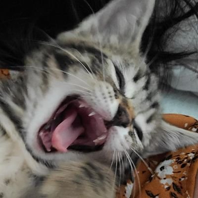 lobi NO QRT PLSさんのプロフィール画像