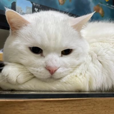 gimgogi's profile picture. 10+@년차 IT잡캐(기획+데이터분석+UX)