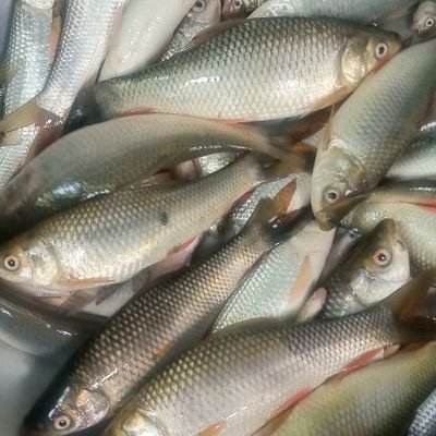 J7piu4YYkjhCggJ's profile picture. আ