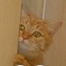 ako2525w's profile picture. 茶トラ♂️甘えん坊さん🐈 🐱✨が好き📣〰️♥️
      ※ 副業関係お断り😑❌
           #猫のいる暮らし
     ＃猫好きさんと繋がりたい ※エロお断り🙅ママ活とか、いらん。