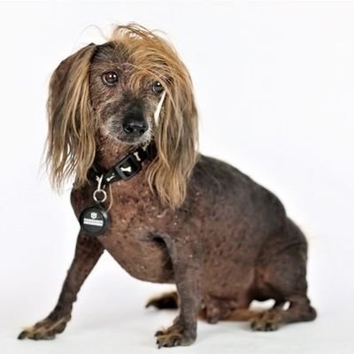 himisaboo's profile picture. Constitutional Christians who escaped Oregonzuela
🇺🇲🇮🇱 We block jerks.
Himisaboo 2019 World's Ugliest Dog Contest People's Choice winner 🏆  (RIP😢)