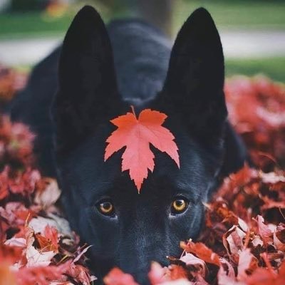 DooobhY's profile picture. 