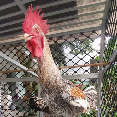 jual ayam pelung