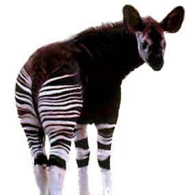 Okapi ist ein Unternehmen für morphologische Marktforschung, psychologische Marketingfragen und Social Media Marketing.
Impressum: http://t.co/G6H6pieX
