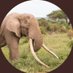 SAVE THE MEGAFAUNA (@re_rank) Twitter profile photo