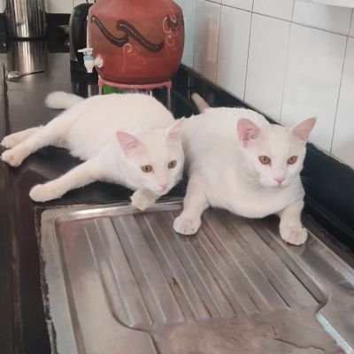 GujjuThoughts's profile picture. Brevity. Prioritize. Organize.Less is more. Simplify. Declutter. Just do it. Do something new. Yesterday, history. Future, mystery. Walk the Talk. Chill.