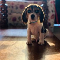 pogothebeagle(@pogothebeagle) 's Twitter Profile Photo