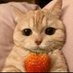 TRI TRI (@tttritri) Twitter profile photo TRI TRI (@tttritri) Twitter profile photo
