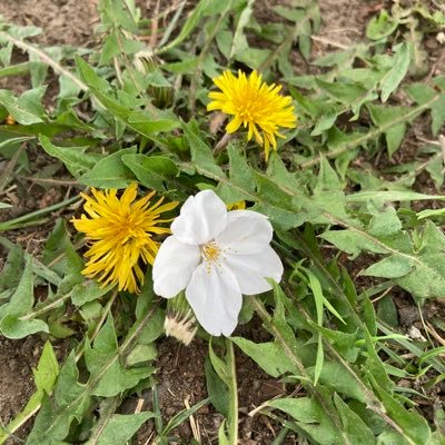 zxBLGoETdbJbMA0's profile picture. ごうごうごー。 3月からマイニング開始。0.46GH。