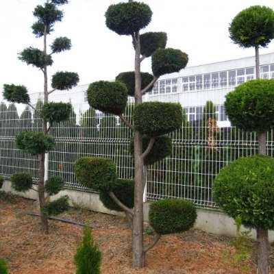 Topiary Bonsai