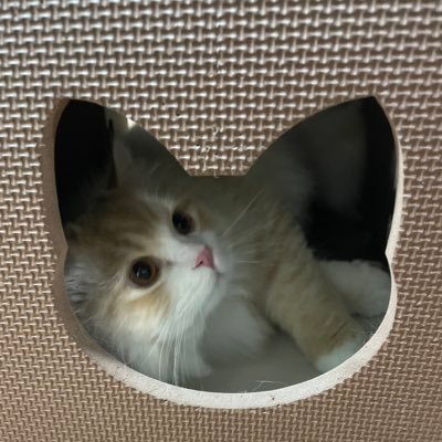 Monakakun2020's profile picture. 3にゃんずと暮らしています🐱🐱🐱 たまーに預かるスコティッシュとヒマラヤン🐱🐱⭐︎ 2020.7.8🎂ミヌエットのモナカ君 2020.11.1🏠⭐︎2021.1月生まれ？🎂甘えん坊のやんちゃ兄弟🐱黒猫リグ君＆サバトラのリン君2021.2.22🏠 #ねこのいる暮らし