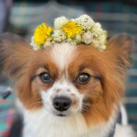ごぼうちゃん (@gobou_thedog) 's Twitter Profile