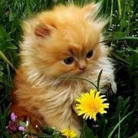 Camden Cats (@camdencats) 's Twitter Profile