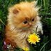 Camden Cats (@camdencats) Twitter profile photo Camden Cats (@camdencats) Twitter profile photo
