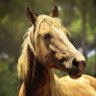 extra_horse's profile picture. 余った馬