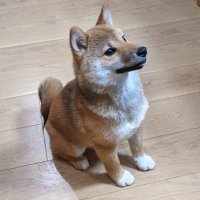 きのこ (@kinokoko1013) Twitter profile photo