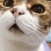 Copy Cat (@mycatisscf) Twitter profile photo Copy Cat (@mycatisscf) Twitter profile photo