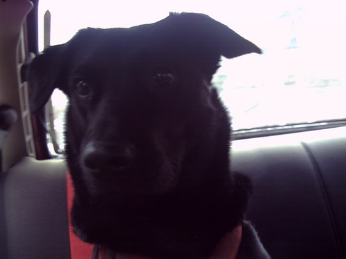 Living in an all girls family full of love and music! Graduated from dog school! Now I'm Mom's assistant!