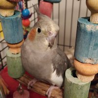 Luna and Pipo cockatiels(@LunaPipoTiels) 's Twitter Profile Photo