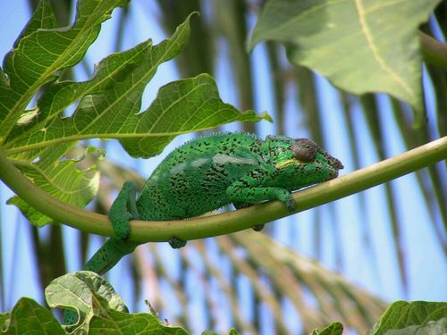 tsouvignet's profile picture. 