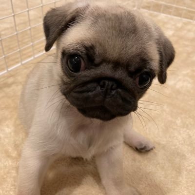 パグ犬めい子 Dlhldkmtj4lzcj2 Twitter パグ犬めい子 Dlhldkmtj4lzcj2 Twitter