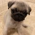 パグ犬めい子 (@meiko_pug) Twitter profile photo パグ犬めい子 (@meiko_pug) Twitter profile photo