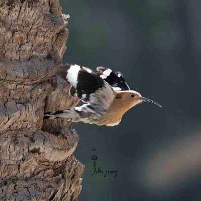 1ishor1's profile picture. #CRO