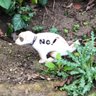 CoronaKarl1's profile picture. Coin, Token, NFT - is the real currency #SHIBA #DOGEKILLER #BTC #blockchainmotherf*cker⛔️💷💴💵 🚀🥰💶