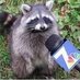 TrashPanda (@TrashPandaPaint) Twitter profile photo