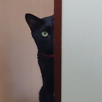 らぴゅせる (@pmwgmmtg) 's Twitter Profile