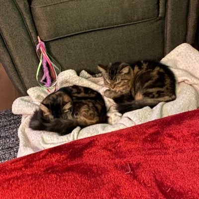 aursoh's profile picture. 