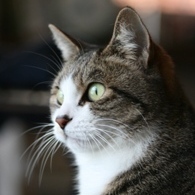 mahoroszk's profile picture. 博物館で植物分野を担当する学芸員。本体はブルースカイに移動しました。アカウント名同じです。Xは連絡用と広報用に残します。