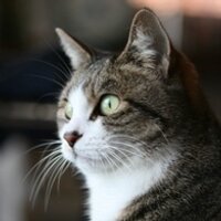 Suzuki Mahoro (@mahoroszk) 's Twitter Profile Photo