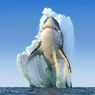 Sergioaym's profile picture. Al 💯