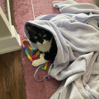 Sprinkles (and Rosie)! (@shh_kitties) 's Twitter Profile
