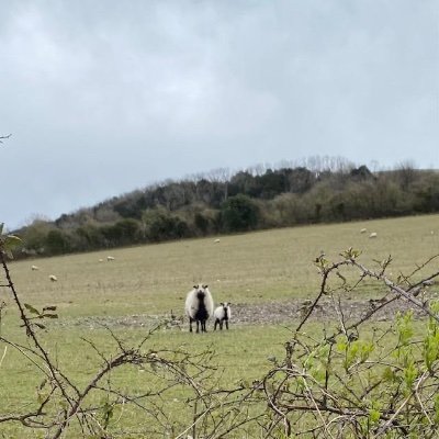 Sharing the beauty of the Surrey Hills and South Downs Areas in Surrey, Sussex and Hampshire. Run by volunteers 😊