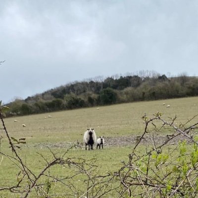 Surrey Hills and South Downs