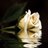 guateeNena's profile image