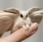 Owo4717's profile picture. Minecraft Técnico es mi pasión | Amante del Humor Negro | 21