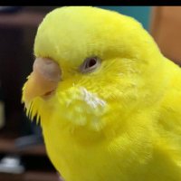 癌になった愛鳥家 (@piynfsubokgv38d) 's Twitter Profile