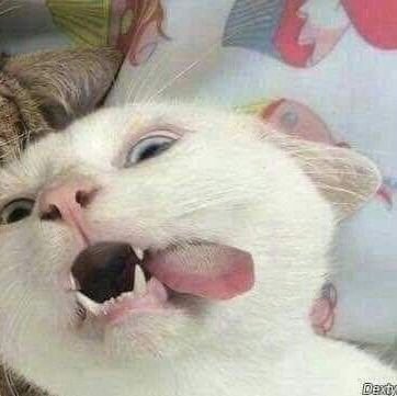 _scooooop's profile picture. bing bong