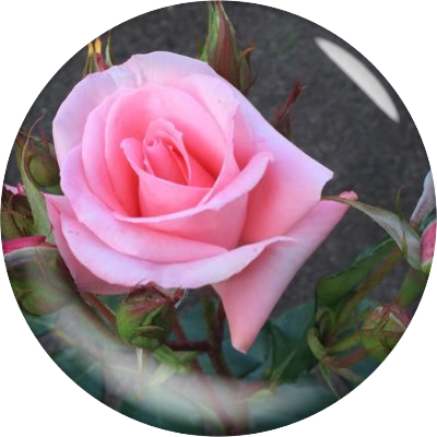 palomeratgarden's profile picture. 香取慎吾ニューアルバム「Circus Funk」5/28発売🎪　→https://t.co/pPmvWoRt4e← ※多忙でアカウント管理が疎かになると思われる際は鍵かけます。