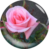 pal📎(@palomeratgarden) 's Twitter Profile Photo