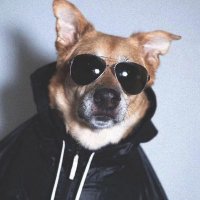 YY (@pangege6) 's Twitter Profile