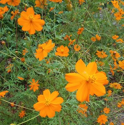 ZYvGtMWgiiRwzap's profile picture. 恥ずかしながら最近国のあり方に興味を持ち、深掘りすることで今の日本が大変になってることに気付いた私です。怪しいと感じたフォローは即刻ブロックさせて頂きます。