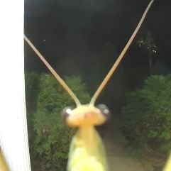 santiag79716100's profile picture. hola